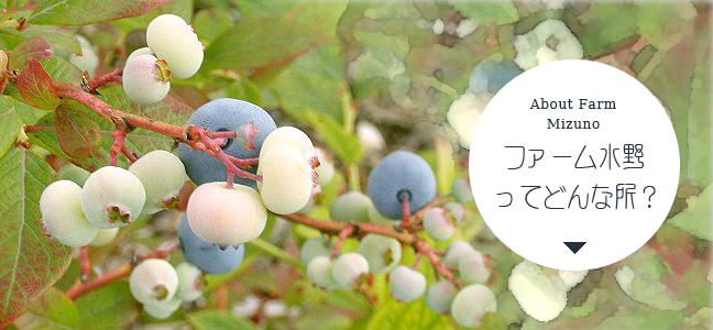 ファーム水野ってどんな所？