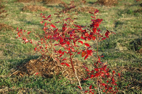 ブルーベリー狩り体験園