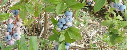 体験農園マイファーム