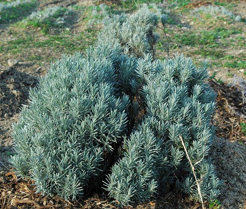 ブルーベリー狩り体験園