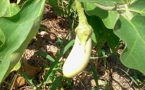 有機無農薬契約農園